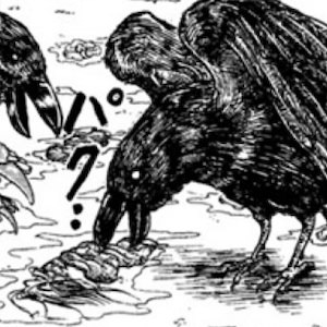 夜叉猿の生首の肉片を食べるカラス